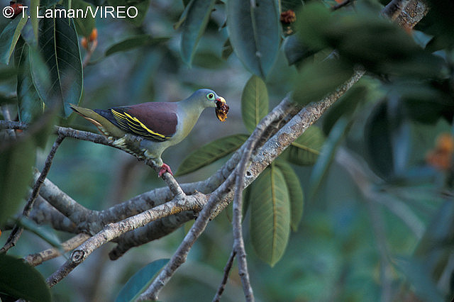 Thick-billed Green-Pigeon l21-4-026.jpg